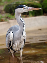 Blue Heron
