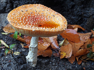 Mushroom