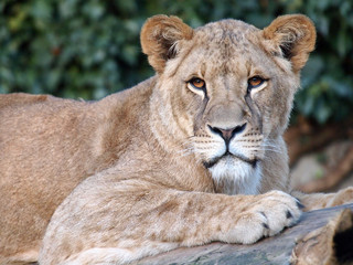 Lioness