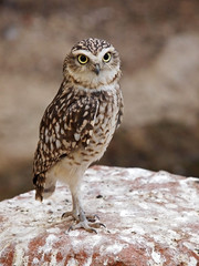Desert owl