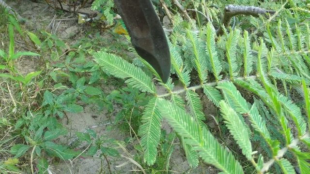 Mimosa pudica sensitive plant folding disturbed leaves in wild