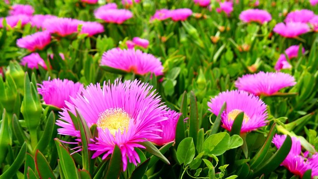 Carpobrotus edulis or  Hottentot-fig (4K)
