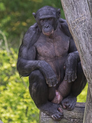 Naklejka na ściany i meble Bonobo
