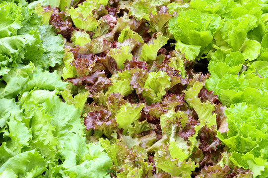 Green and Red Leaf Lettuce