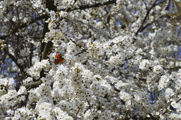 blossoming, batterfly