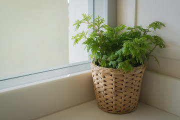 Fototapeta na wymiar Indoor plant pot on the table near windowsill with windowlight.