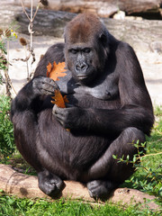Female gorilla