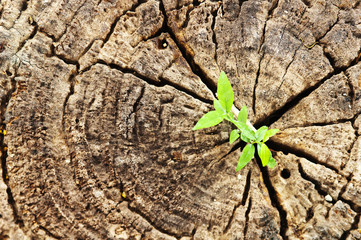 Plants growing on a stump