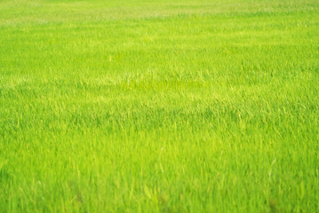 Obraz na płótnie Canvas paddy field rice in sunlight