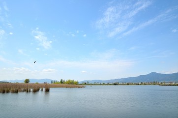 琵琶湖木の浜埋立地