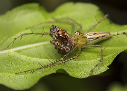 lynx spider eating jumping spider, wildlife