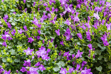 Naklejka premium purple campanula flower in the garden