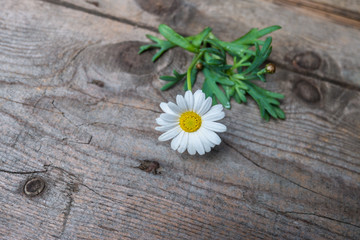 Margaret flower on rustic wood background