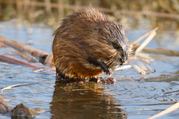 muskrat