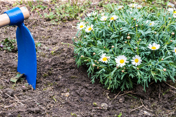 Hoe and margaret flower on soil