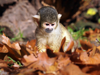 Fototapeta premium Squirrel monkey