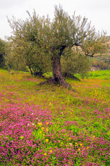 Sicilian countryside