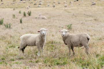 Two Sheep in a paddock