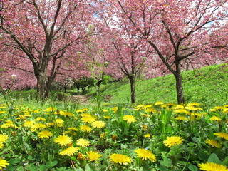 桜とタンポポ