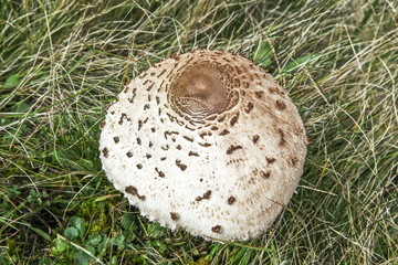 Parasol Mushroom (Macrolepiota Procera)