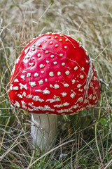 Red mushroom (Amanita Muscaria)