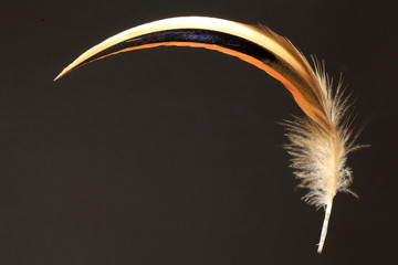 feather of Baikal Teal (Anas formosa)