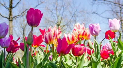 Poster de jardin Tulipe Frühlingserwachen: Buntes Tulpenfeld :)