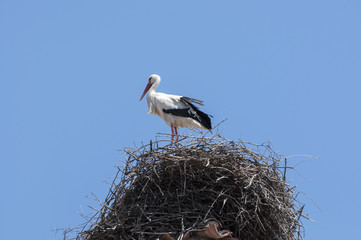 White stork, Ciconia ciconia, on the nest