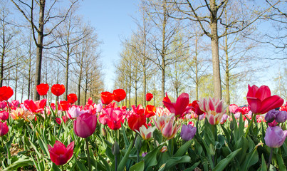 Frühlingserwachen: Buntes Tulpenfeld :)