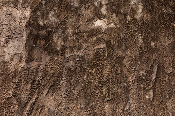 Tree bark texture background.