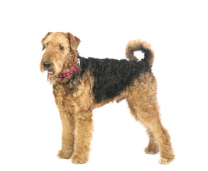 airedale