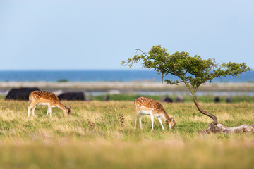 Fallow deer grazing