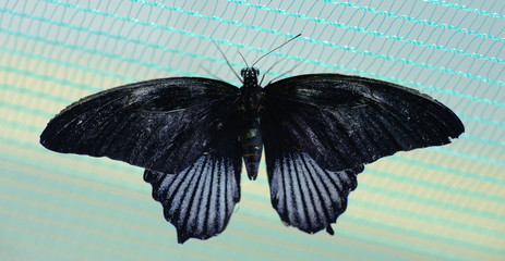 Obraz premium Butterfly close up on blue background