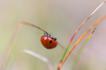 Ladybug on a straw