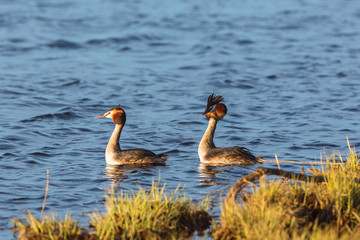 Great Crested Grebe