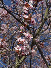 Wiosna, kwitnące pąki na drzewach