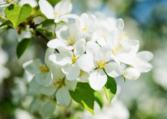 Naklejka na ściany i meble A blooming branch of apple tree in spring