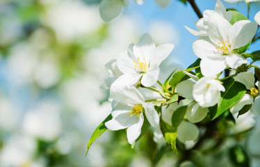 Obraz na płótnie Canvas A blooming branch of apple tree in spring