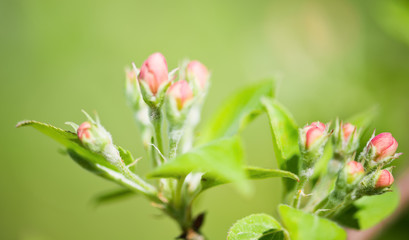 A blooming branch of apple tree in spring
