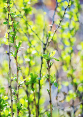 young foliage