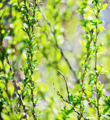 young foliage