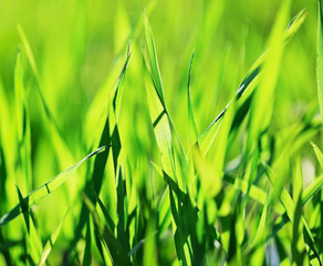 green grass