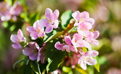 A blooming branch of apple tree in spring