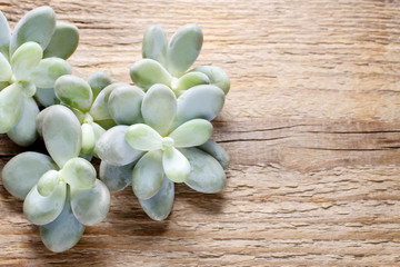 Succulent plants on wooden background