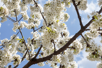 Cherry tree blossom