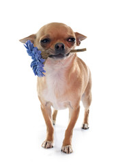 chihuahua and flower