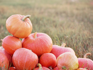 pumpkins outdoor