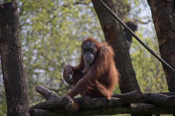Orang-Utan