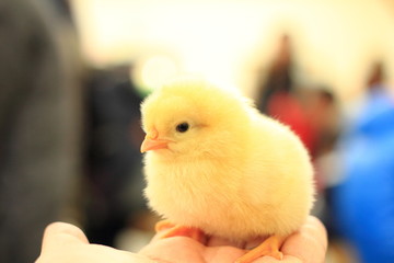 Chick