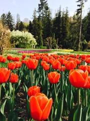 Obraz premium Pallanza, i giardini di Villa Pallavicino. - Verbania